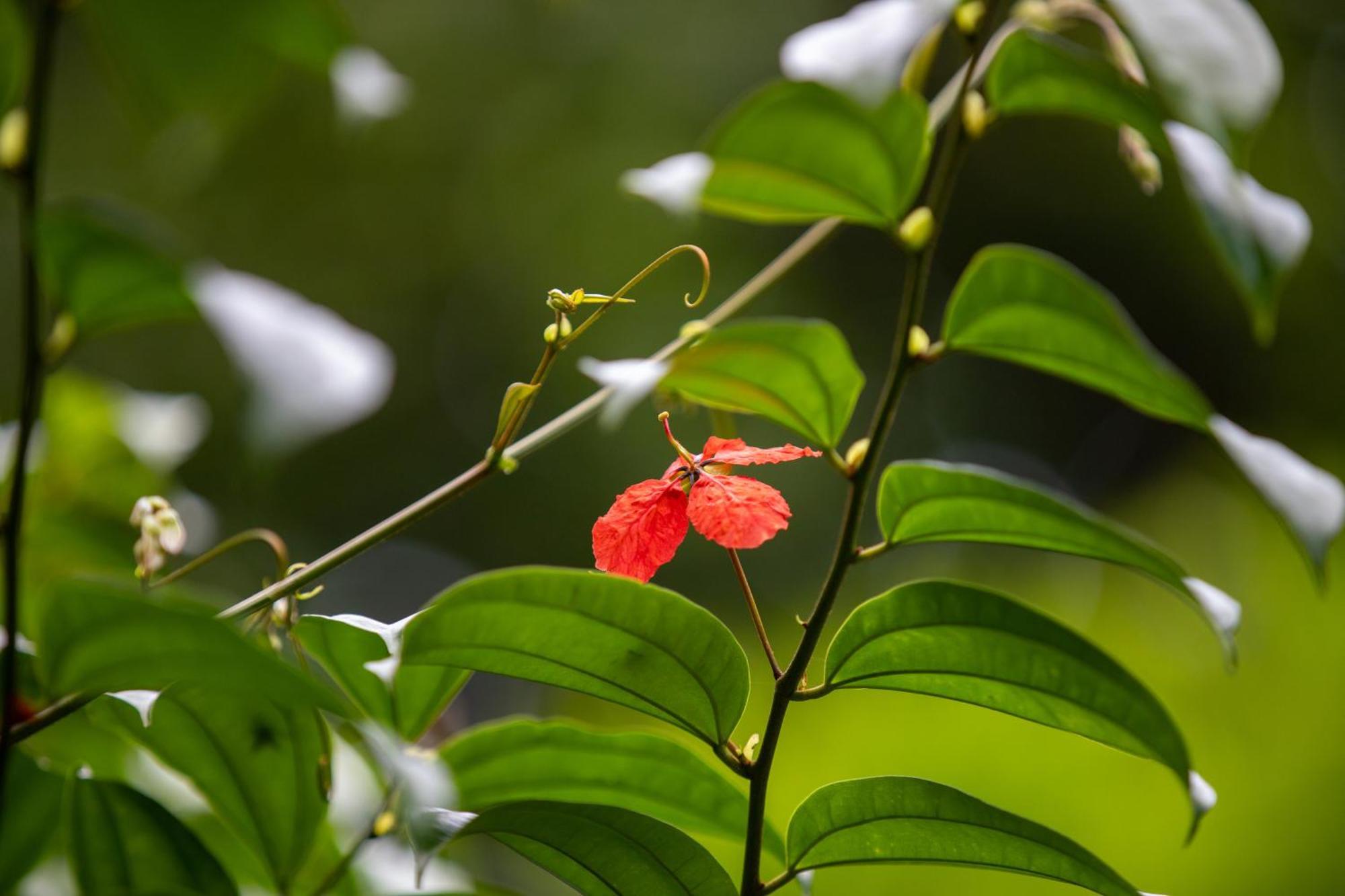 Greenwood Edge Kandy Extérieur photo