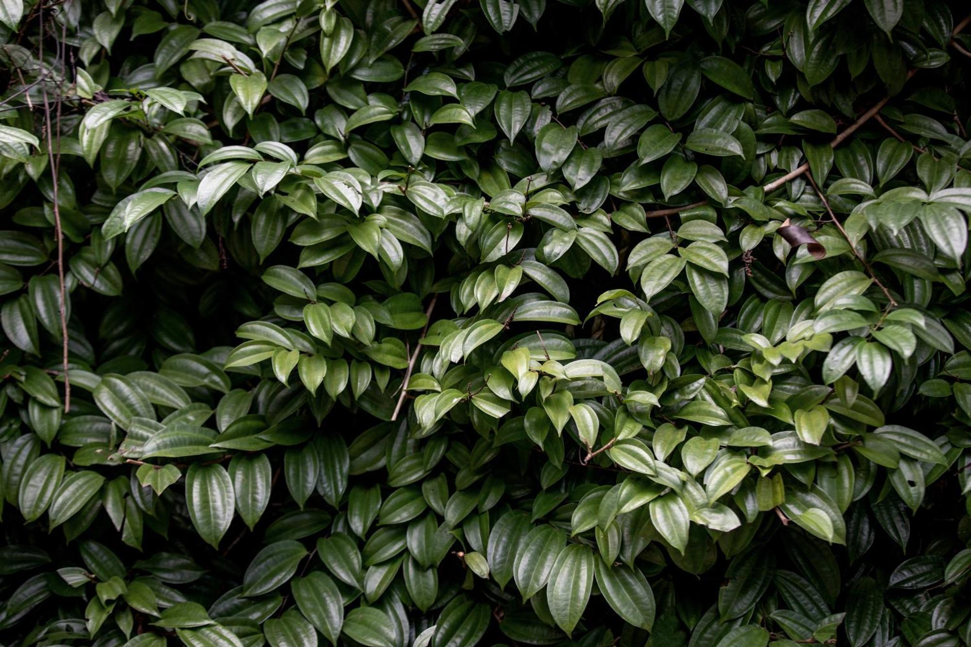 Greenwood Edge Kandy Extérieur photo